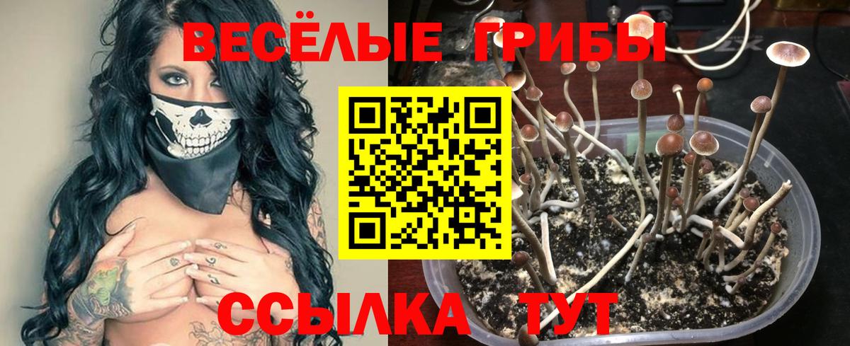 Псилоцибиновые грибы Cubensis Новороссийск